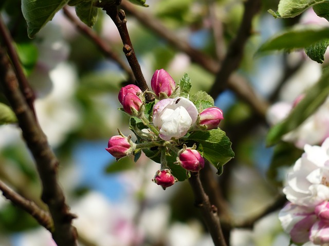 Uploaded Image: /vs-uploads/Climate change blog/apple-blossom-116391_640.jpg